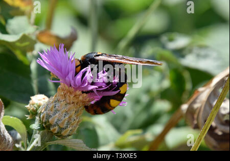 Megascolia maculata. Il mammoth wasp. Scola di vespa gigante su un fiore. Foto Stock