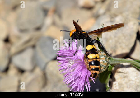 Megascolia maculata. Il mammoth wasp. Scola di vespa gigante su un fiore. Foto Stock