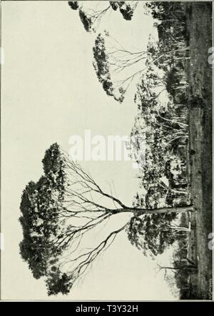 Immagine di archivio da pagina 262 di Die Pflanzenwelt von West-Australien südlich Foto Stock