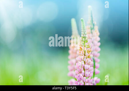 Fiori di lupino (Russell ibrido) nel giardino. Foto Stock