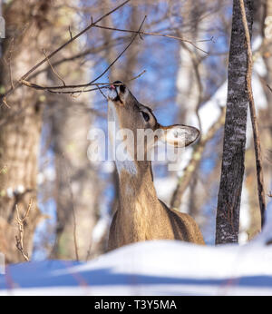 White-tailed doe lavorando a leccare il ramo in una fredda giornata invernale e. Foto Stock