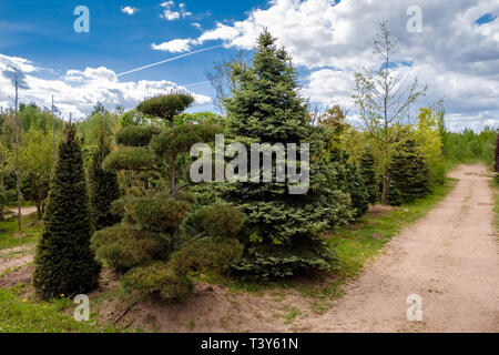 I giovani pini e abeti. Vicolo di piantine di alberi, arbusti, piante in vivaio. Foto Stock