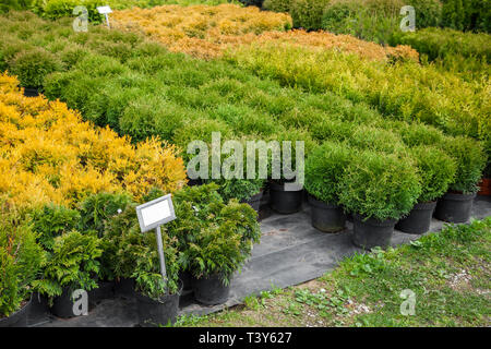 Thuja e cipressi di piante in vaso per la vendita su tree farm. Foto Stock