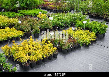 Giovani piante spirea in vasi di plastica, piantina di alberi, arbusti, piante in vivaio. Foto Stock