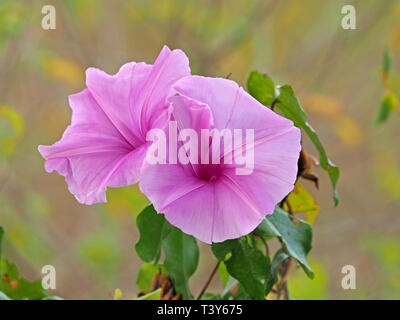 Due rosa luminoso fiori viola della gloria di mattina (Ipomoea sp) un impianto in Convolvulus o centinodia famiglia Watamu,Kenya,Africa Foto Stock