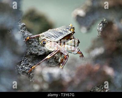 Vista di profilo di Sally di light-piede o chiazzato lightfoot crab (Grapsus albolineatus) scuttling su rocce di corallo a Watamu sulla costa del Kenya,Africa Foto Stock