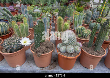 Il Cactus di piante in vaso da sopra. Spring Garden serie, Mallorca, Spagna. Foto Stock