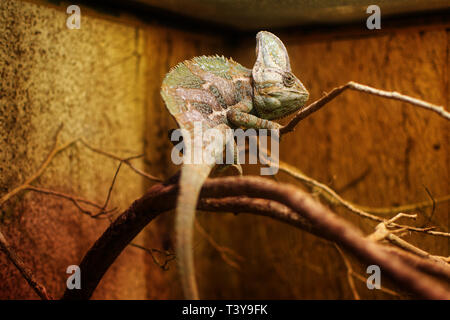 Chameleon closeup su un ramo in un terrario Foto Stock