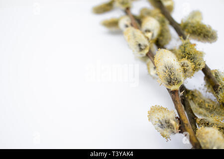 I rami di salici con gemme di colore giallo su sfondo bianco, copiare lo spazio a sinistra per il tuo testo. Rametti di salice. Foto Stock