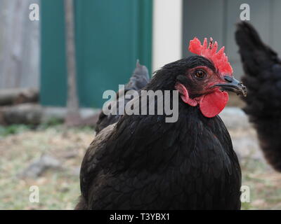 Galline nero. Il nero le galline ovaiole in un intervallo libero cantiere. Foto Stock