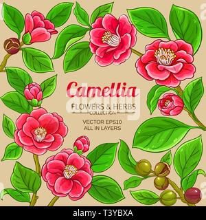 Vettore di camellia telaio sul colore di sfondo Illustrazione Vettoriale