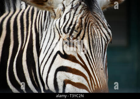 In prossimità di una zebra a Marwell Zoo, Hampshire, Regno Unito mostra le strisce in dettaglio Foto Stock