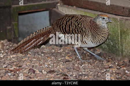 Lady Amherst il fagiano (chrysolophus amherstiae) femmina Foto Stock