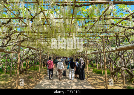 Bella piena fioritura del Glicine Bianco alberi in fiore trellis, fiori in primavera la giornata di sole a Ashikaga parco floreale, Prefettura di Tochigi. Giappone Foto Stock