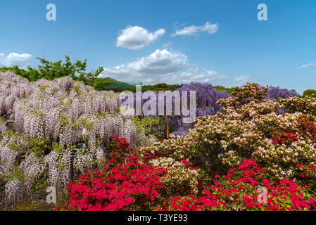 Bella piena fioritura di rosa viola Glicine alberi in fiore fiori trellis in primavera la giornata di sole a Ashikaga parco floreale, Prefettura di Tochigi, Giappone Foto Stock