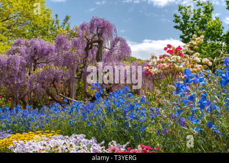 Bella piena fioritura di rosa viola Glicine alberi in fiore fiori trellis in primavera la giornata di sole a Ashikaga parco floreale, Prefettura di Tochigi, Giappone Foto Stock