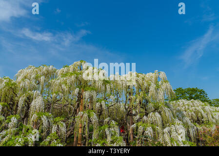 Bella piena fioritura del Glicine Bianco alberi in fiore trellis, fiori in primavera la giornata di sole a Ashikaga parco floreale, Prefettura di Tochigi. Giappone Foto Stock