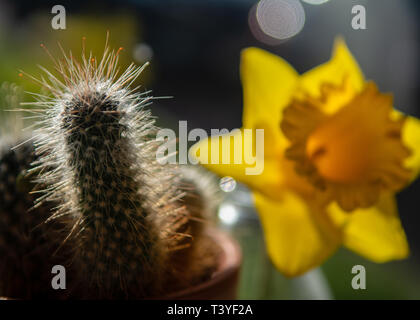 Un cactus si siede accanto a un Daffodil su una cucina windows battuta (davanzale) nella luce del sole di primavera. Foto Stock