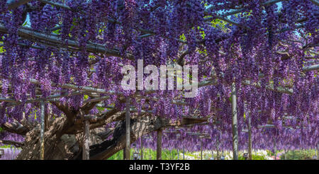 Bella piena fioritura di rosa viola Glicine alberi in fiore fiori trellis in primavera la giornata di sole a Ashikaga parco floreale, Prefettura di Tochigi, Giappone Foto Stock