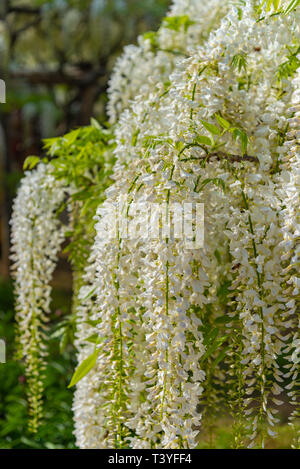 Bella piena fioritura del Glicine Bianco alberi in fiore trellis, fiori in primavera la giornata di sole a Ashikaga parco floreale, Prefettura di Tochigi. Giappone Foto Stock