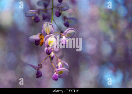 Close-up bella piena fioritura di rosa viola Glicine alberi in fiore fiori trellis in primavera la giornata di sole a Ashikaga parco floreale, Tochigi, Giappone Foto Stock