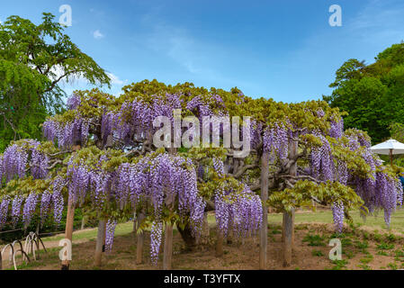 Bella piena fioritura di rosa viola Glicine alberi in fiore fiori trellis in primavera la giornata di sole a Ashikaga parco floreale, Prefettura di Tochigi, Giappone Foto Stock