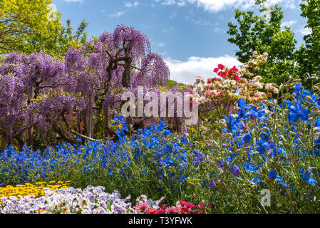 Bella piena fioritura di rosa viola Glicine alberi in fiore fiori trellis in primavera la giornata di sole a Ashikaga parco floreale, Prefettura di Tochigi, Giappone Foto Stock