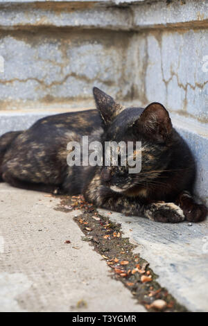 Un gatto nero con brown, arancione e macchie bianche, appoggia con gli occhi chiusi sul terreno entro il palazzo reale motivazione in Phnom Penh Cambogia. Foto Stock