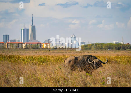 Buffalo nel parco nazionale di Nairobi, grattacieli di Nairobi in background Foto Stock