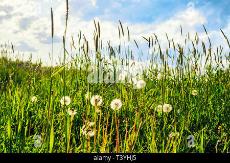 Paesaggio estivo. Verde erba alta e soffici estate di tarassaco in primo piano sotto la luce del sole morbido, campo estivo natura Foto Stock