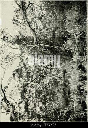 Immagine di archivio da pagina 370 di Die Pflanzenwelt von West-Australien südlich Foto Stock