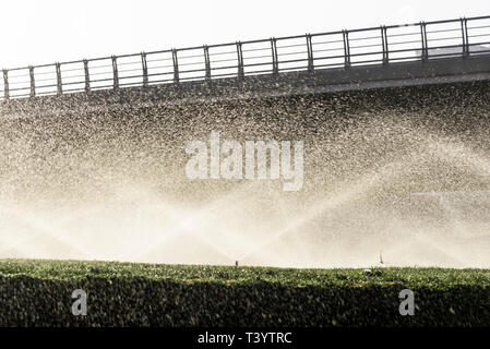 Sprinkler attiva su erba, dall'autostrada Foto Stock