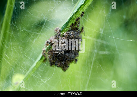 Baby ragni essendo nato in natura straordinaria. Ragni spin out di NEST Foto Stock