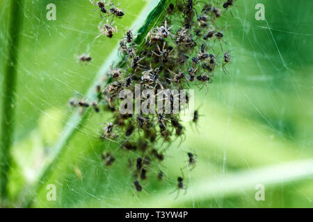 Baby ragni essendo nato in natura straordinaria. Ragni spin out di NEST Foto Stock