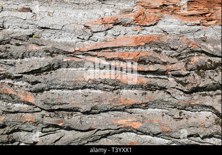 Lo sfondo da corteccia di pioppo. La consistenza della corteccia di un albero. Foto Stock