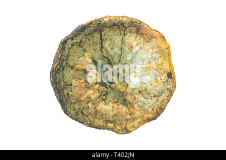 Limone ammuffito, isolata, close up, macro. Il marcio vecchia non commestibili di frutta limone dimenticata nel frigo. Foto Stock