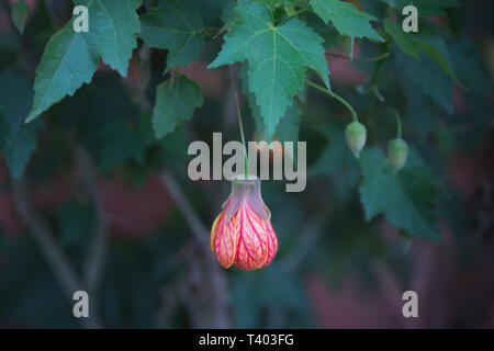 Fiore rosso bud sulla foglia di abutilon hybrid close-up di messa a fuoco selettiva Foto Stock