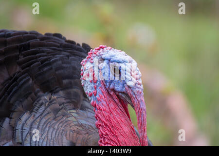 Testa di una Turchia con luminosi colori rosso e blu e un prato verde come sfondo Foto Stock