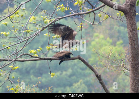 Due eagle in amore sulla struttura ad albero in natura Foto Stock