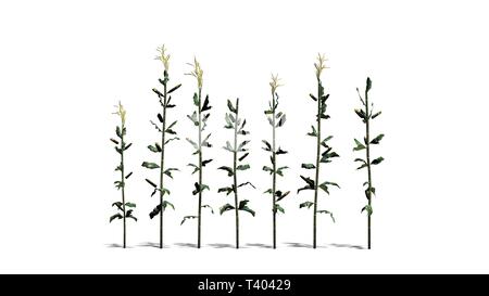 Un gruppo di piante di mais - isolato su sfondo bianco Foto Stock