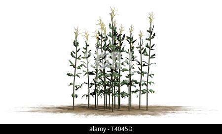 Un gruppo di piante di mais - isolato su sfondo bianco Foto Stock