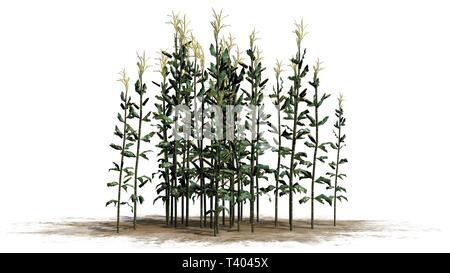 Un gruppo di piante di mais - isolato su sfondo bianco Foto Stock
