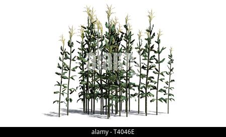 Un gruppo di piante di mais - isolato su sfondo bianco Foto Stock