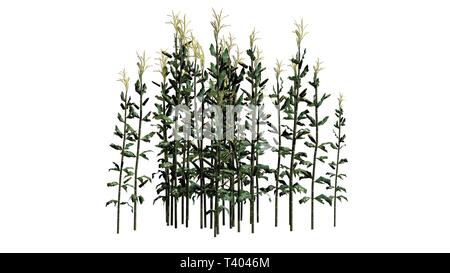 Un gruppo di piante di mais - isolato su sfondo bianco Foto Stock