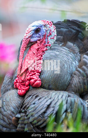 Testa di una Turchia con luminosi colori rosso e blu e un prato verde come sfondo Foto Stock