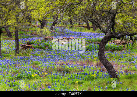 Bluebonnets sulle colline rocciose del Texas Hill Country Foto Stock