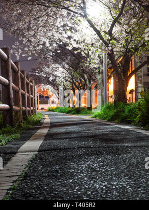 Night immagine di un piede e percorso a piedi con la fioritura dei ciliegi fiori illuminato e illuminato. Foto Stock