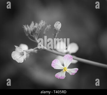 Ripresa macro di un piccolo fiore con nero e sfondo bianco. - Immagine Foto Stock