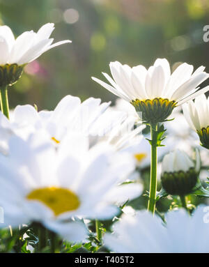 Bianco daisy inglese o pratoline close up macro shot in una giornata di sole. Foto Stock