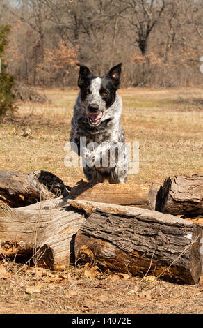 Bianco e nero spotted dog saltando su registri, vista frontale Foto Stock